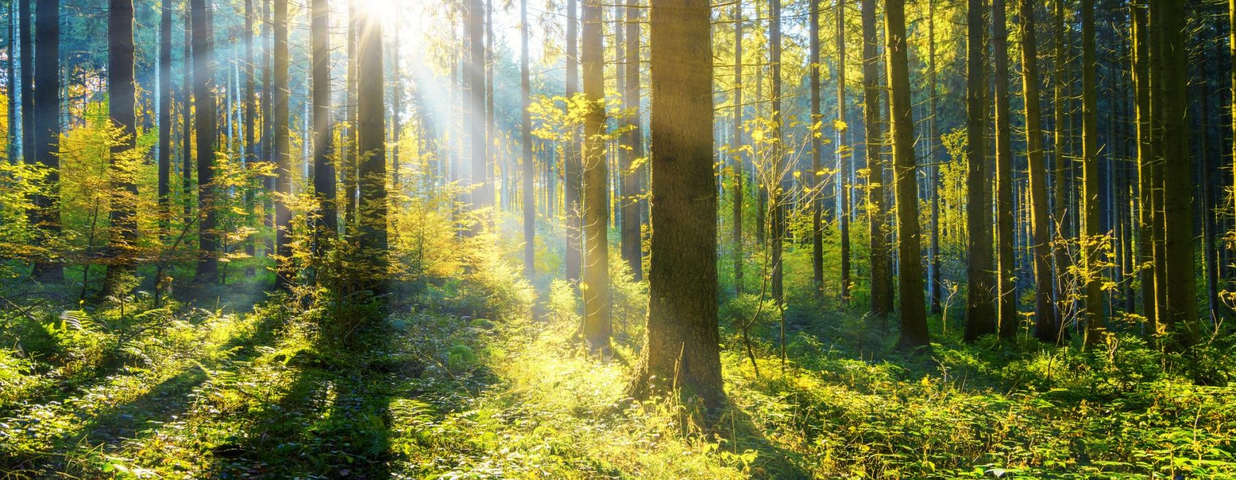 a forest of trees